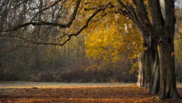 Is Autumn the Secret Sweet Spot for a New Tar Driveway in Ireland? Here’s What Most Homeowners Don’t Know